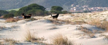 Dune con cani a Sa Petra Ruia